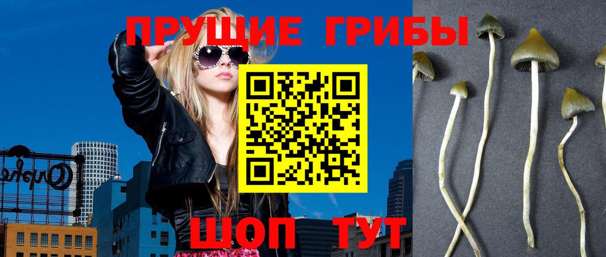 Псилоцибиновые грибы Cubensis Нурлат